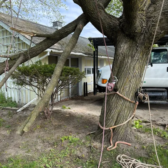 Emergency Tree Service 1