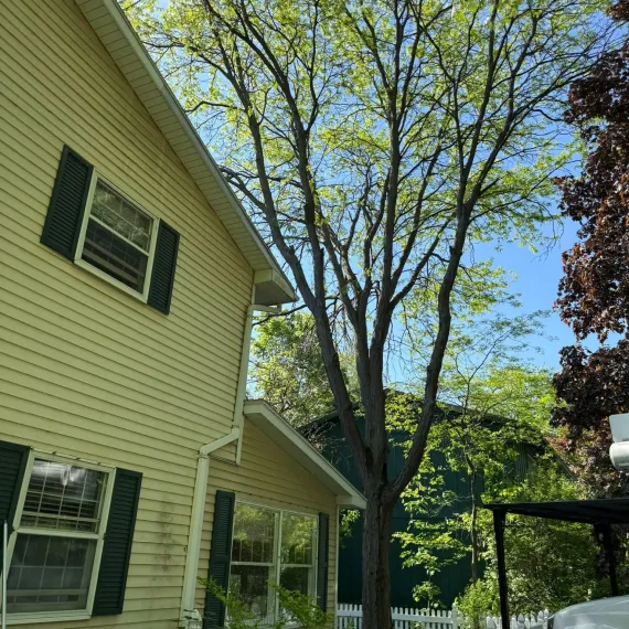 Emergency Tree Service