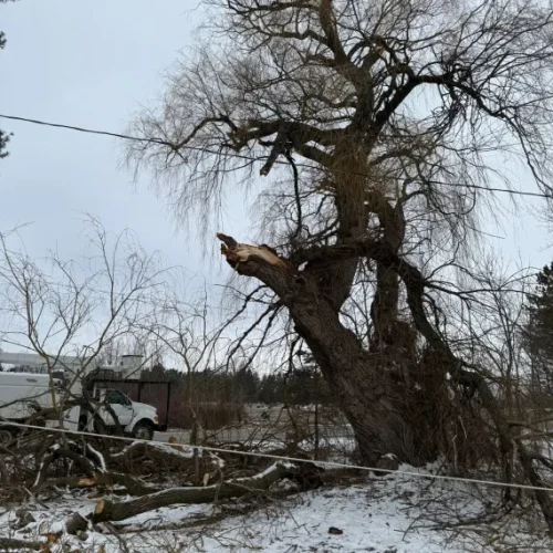 Storm Damage Cleanup 1