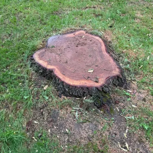 Stump Grinding & Removal 1