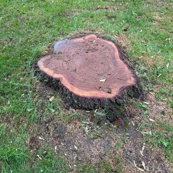 Stump Grinding & Removal 1